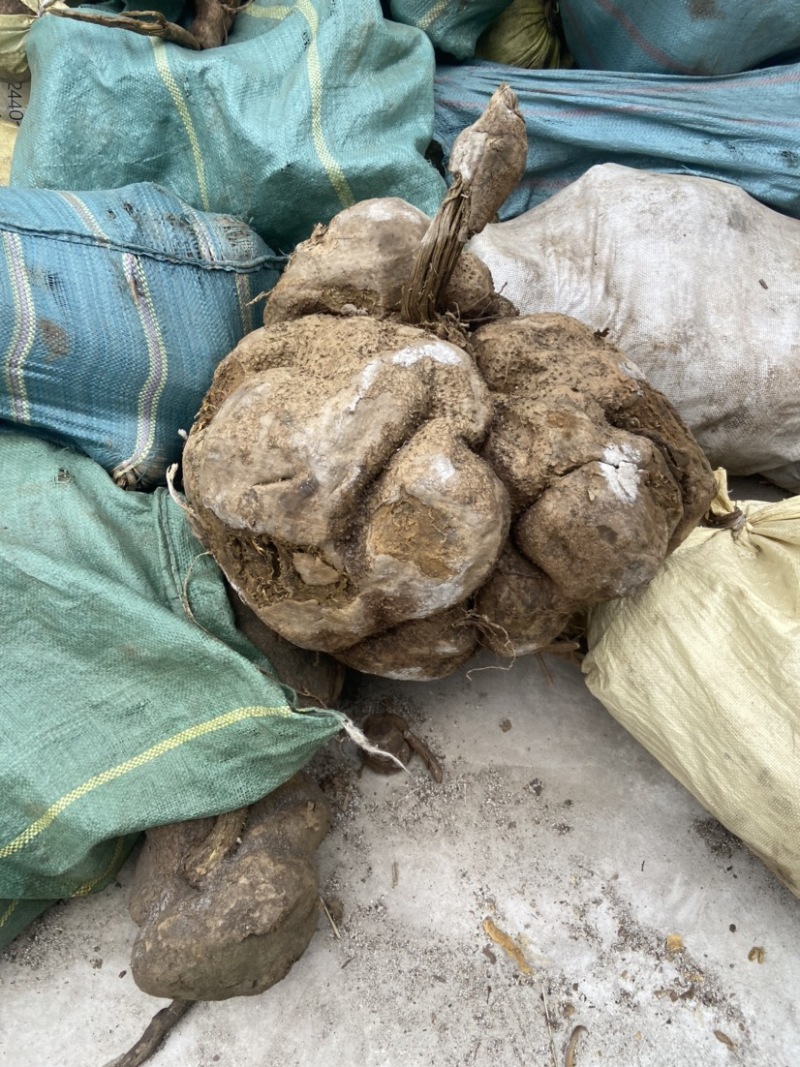 山乌龟中药材种植基地大量有货