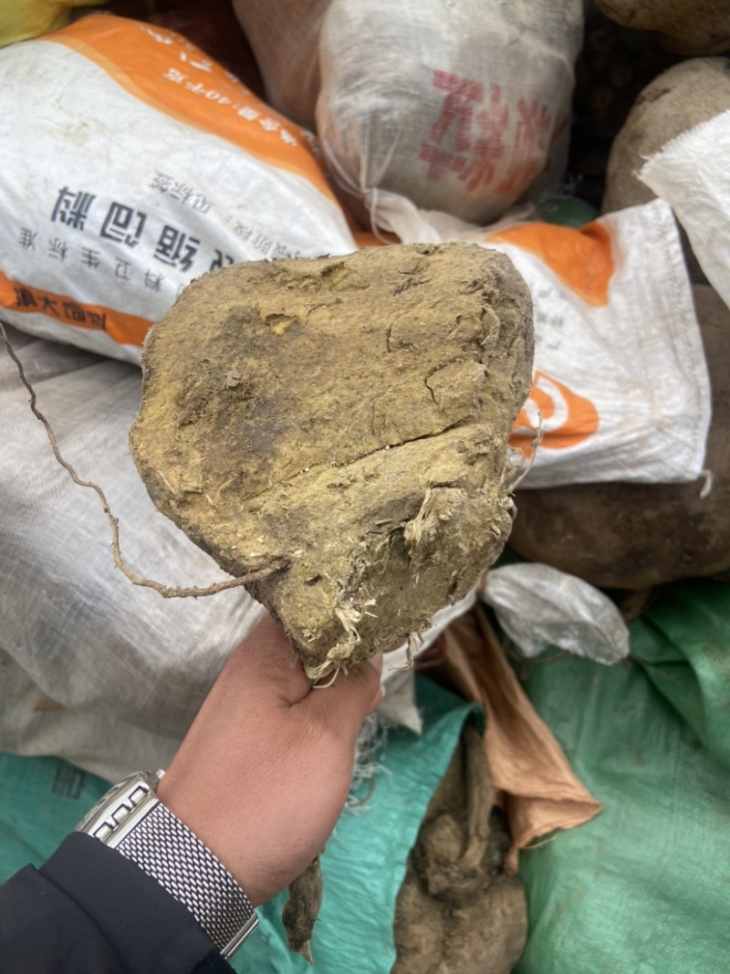 山乌龟中药材种植基地大量有货