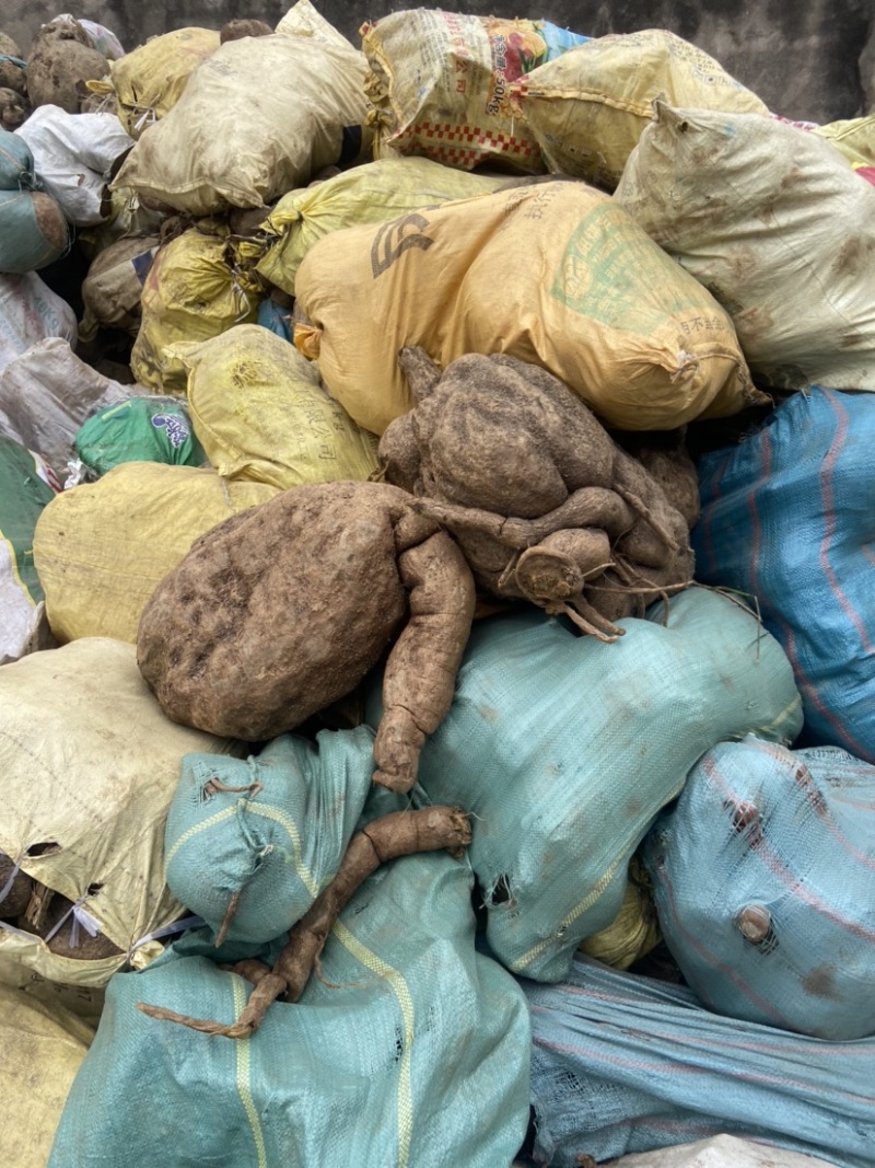 山乌龟中药材种植基地大量有货