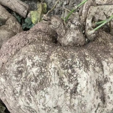 山乌龟中药材种植基地大量有货