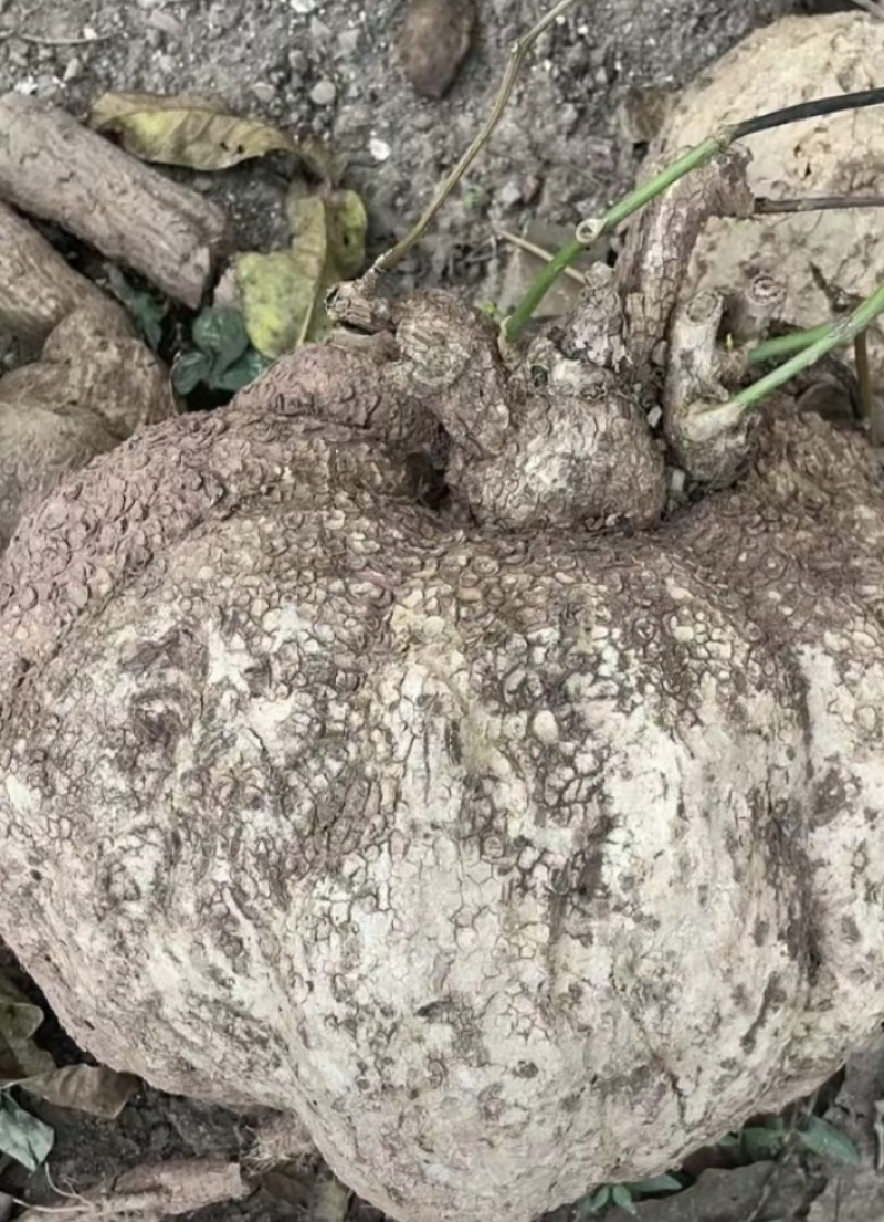 山乌龟中药材种植基地大量有货
