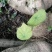 山乌龟中药材种植基地大量有货
