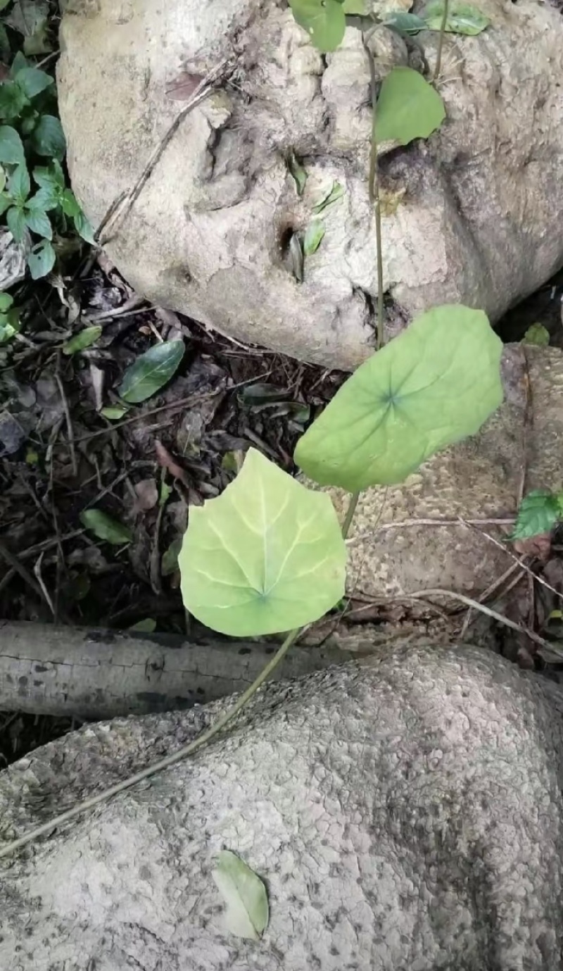 山乌龟中药材种植基地大量有货