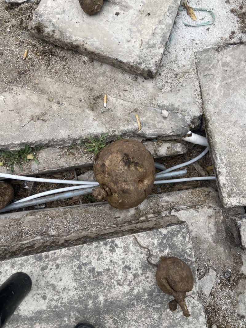 山乌龟中药材种植基地大量有货