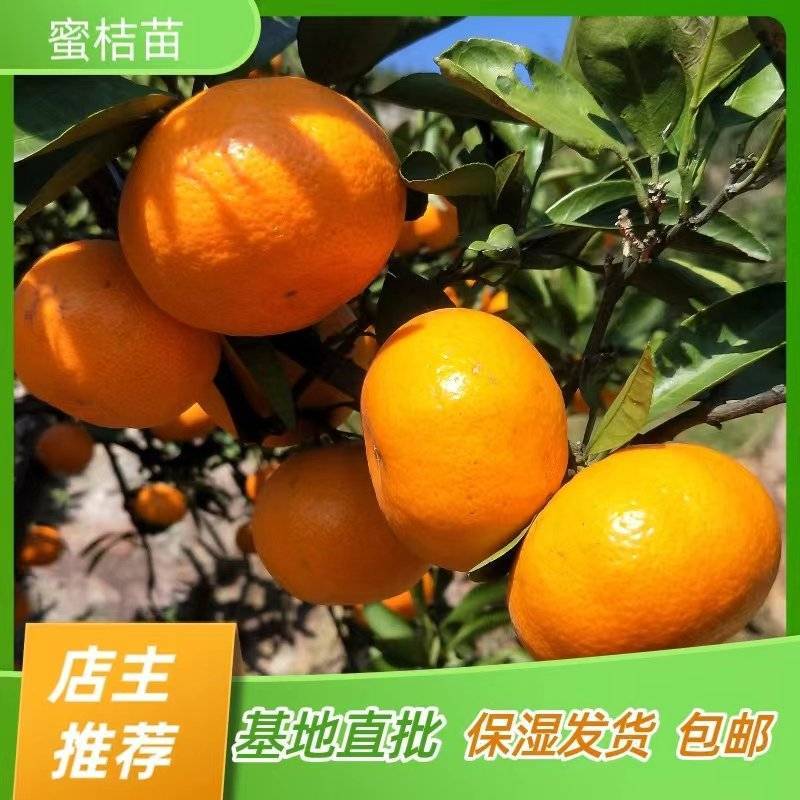 特早熟蜜桔苗温州蜜橘苗嫁接苗产地直销【批发】技术指导