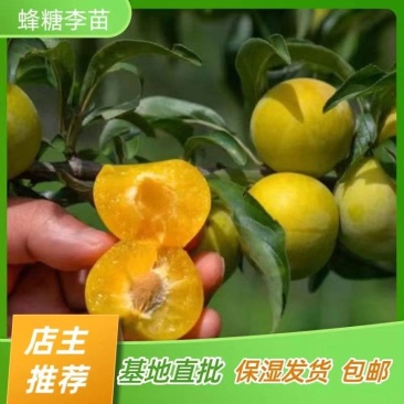 蜂糖李子苗蜂糖李子树苗嫁接苗产地直销【批发】技术指导
