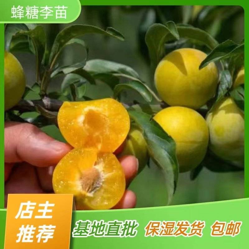 蜂糖李子苗蜂糖李子树苗嫁接苗产地直销【批发】技术指导