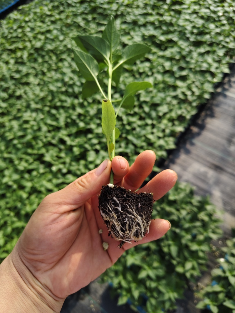 黄线椒苗