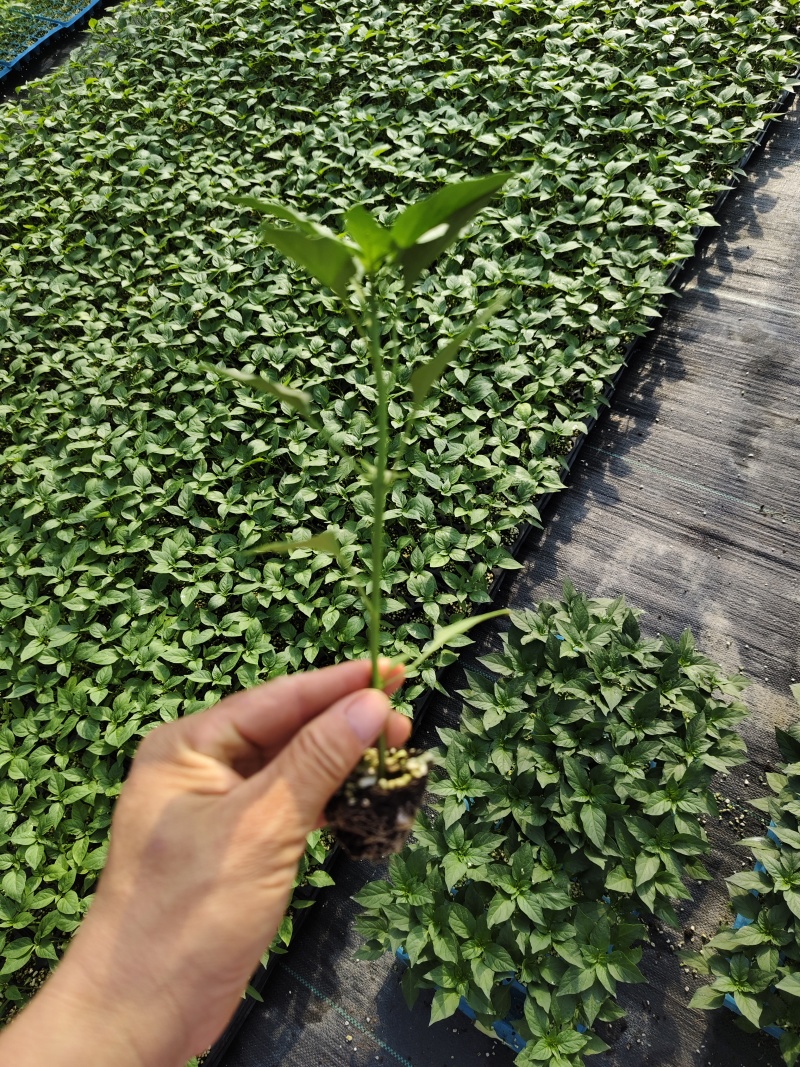 黄线椒苗