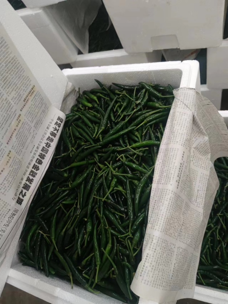 青小米大量有货价格美丽需要的联系我
