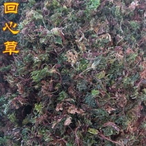 中药材野生回心草茴心草茴薪草岩谷伞