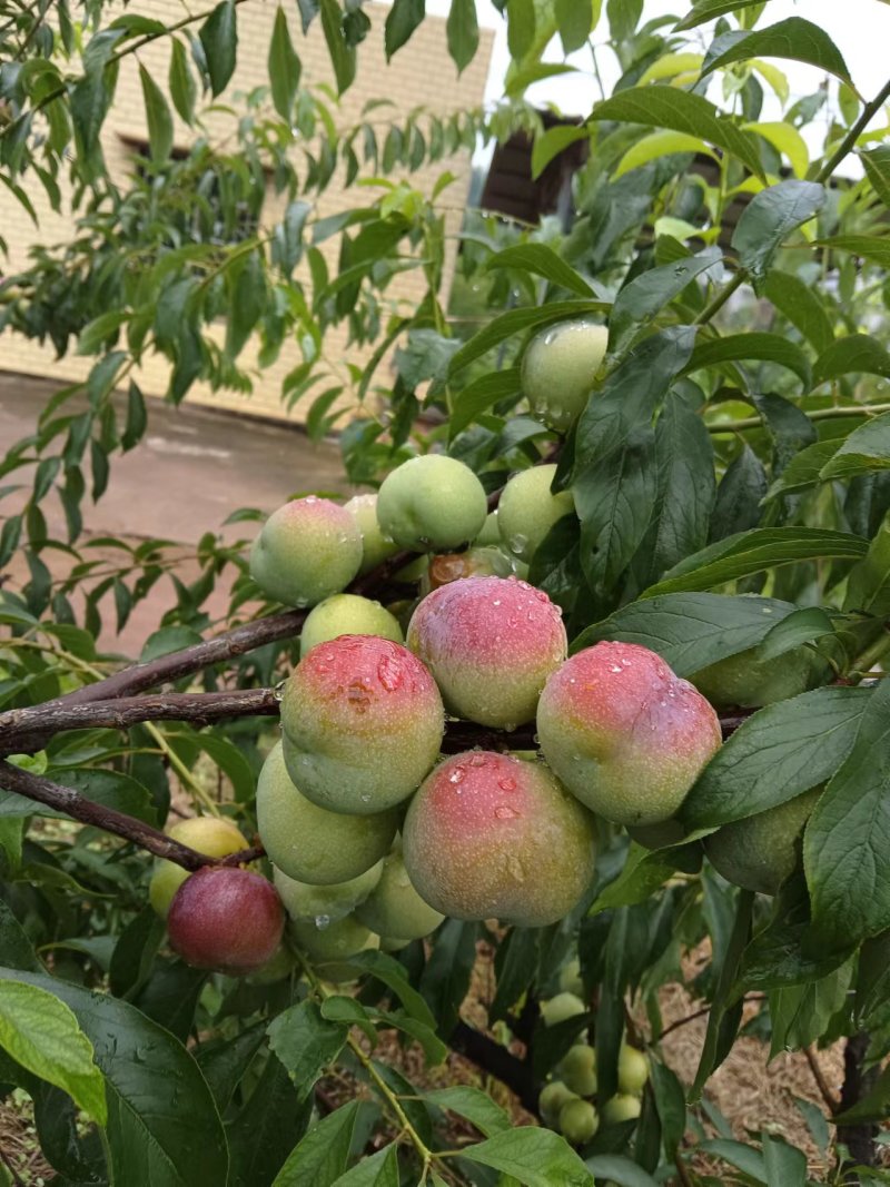 李子半边红大量出货，电商货，市场货，越南货