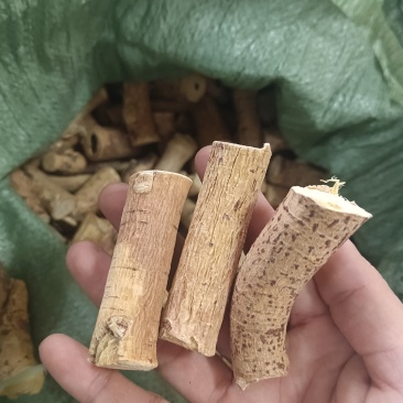 野生五指毛桃中大节