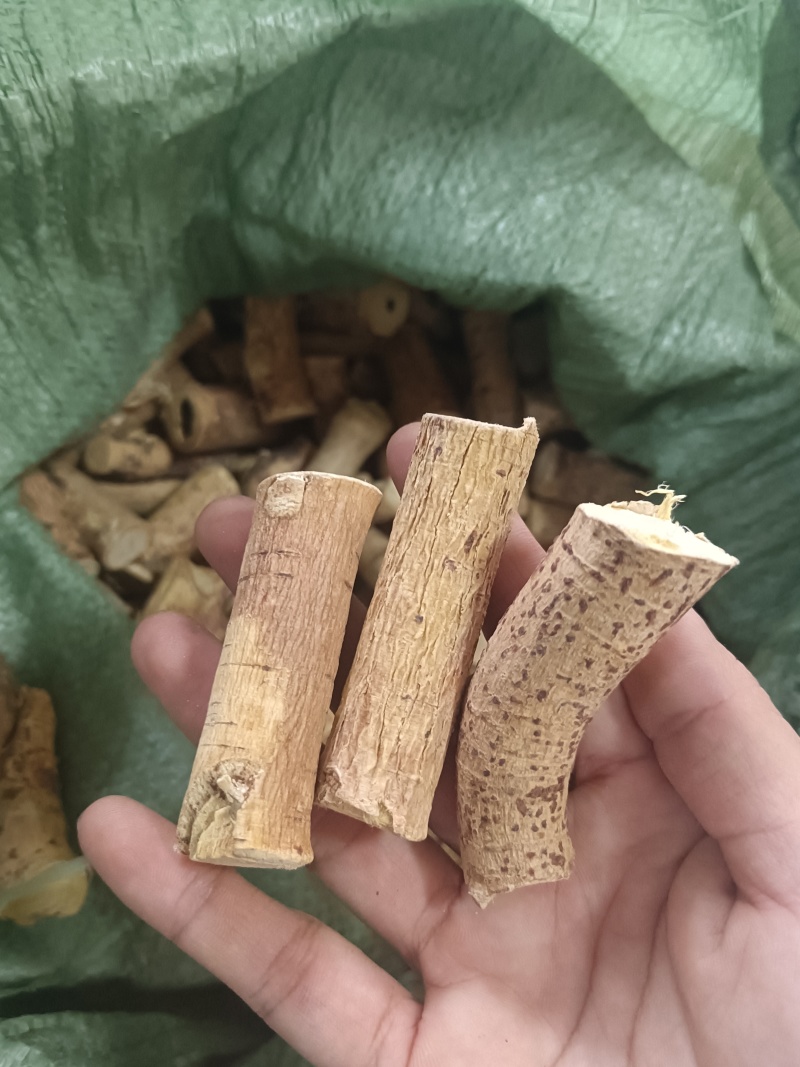 野生五指毛桃中大节