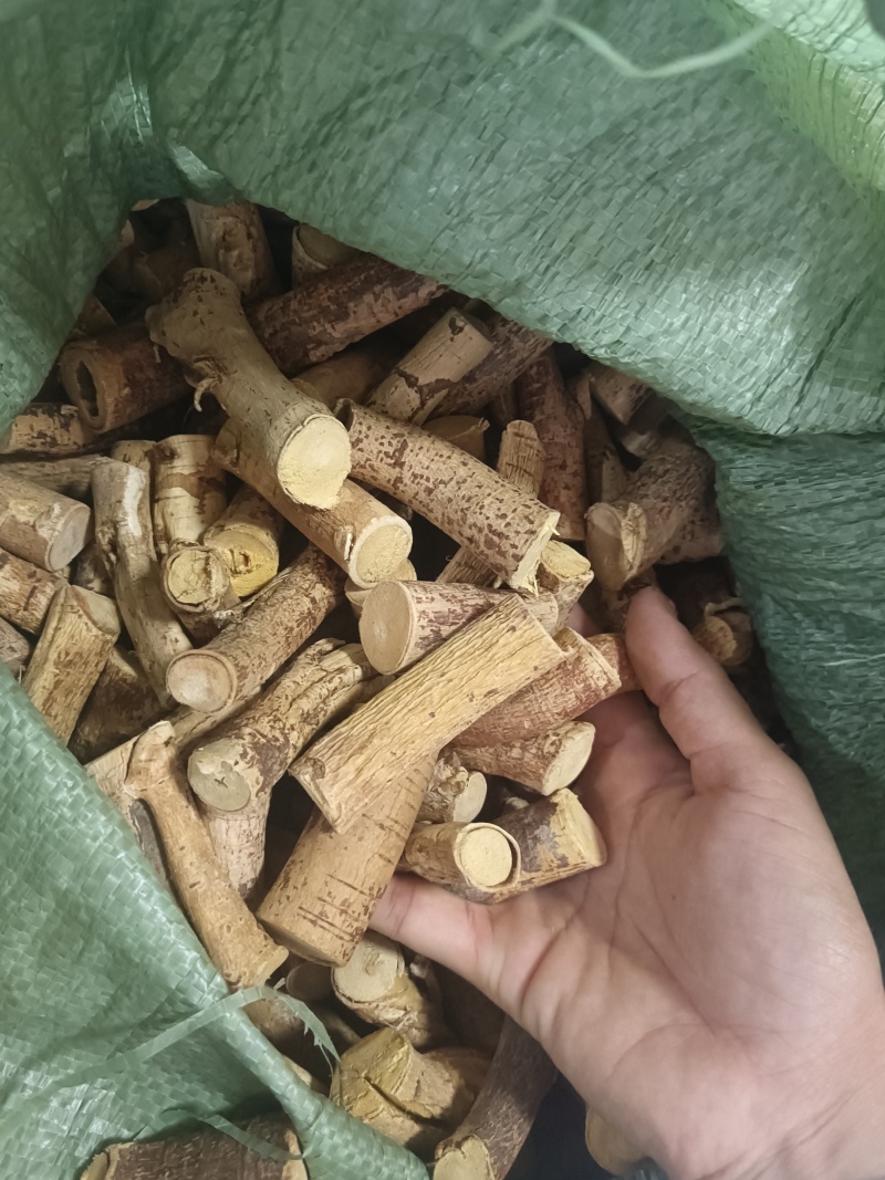 野生五指毛桃中大节
