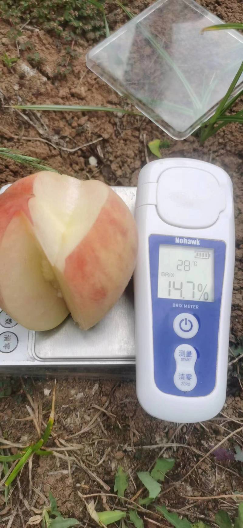 中桃12号，4两起，百分之八十以上都是7两到1斤左右的果