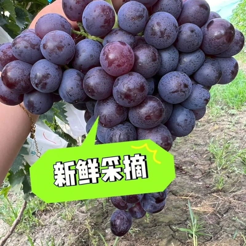 玫瑰香葡萄基地直发一手货源量大需要电话联系