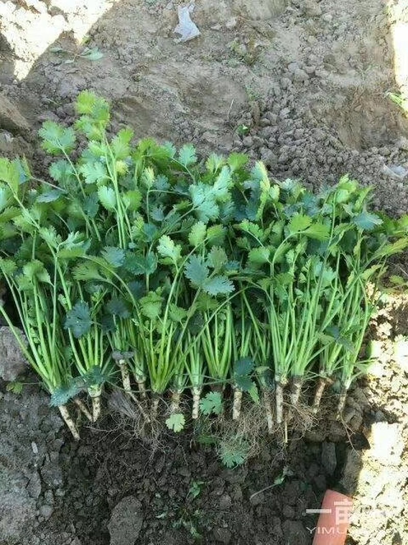 耀日香菜种子硕源铁杆大油叶香菜耐热耐寒越夏香菜四季蔬菜种