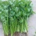 耀日香菜种子硕源铁杆大油叶香菜耐热耐寒越夏香菜四季蔬菜种