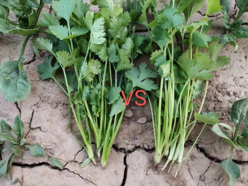 耀日香菜种子硕源铁杆大油叶香菜耐热耐寒越夏香菜四季蔬菜种