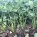 耀日香菜种子硕源铁杆大油叶香菜耐热耐寒越夏香菜四季蔬菜种