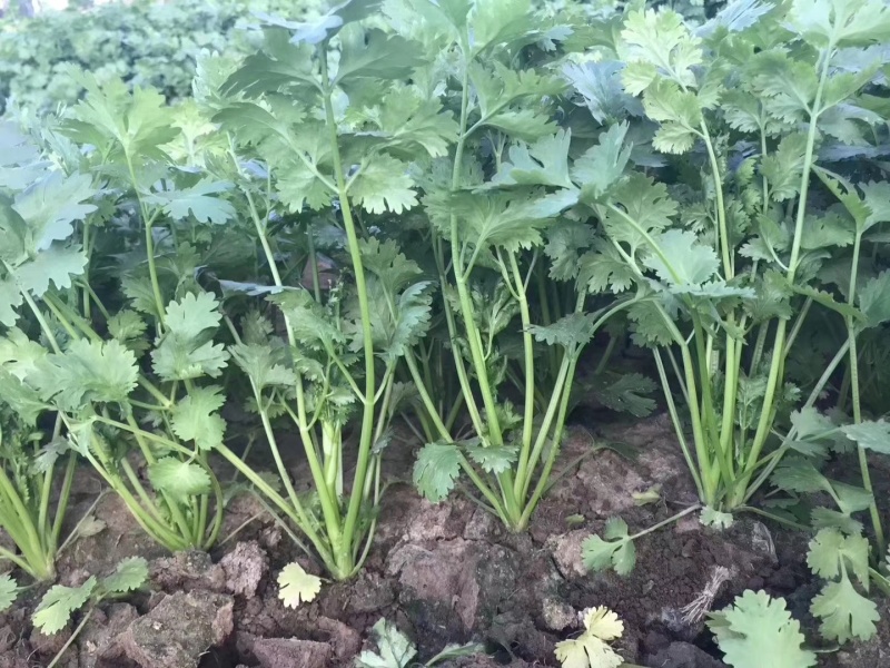 耀日香菜种子硕源铁杆大油叶香菜耐热耐寒越夏香菜四季蔬菜种