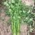 耀日香菜种子硕源铁杆大油叶香菜耐热耐寒越夏香菜四季蔬菜种