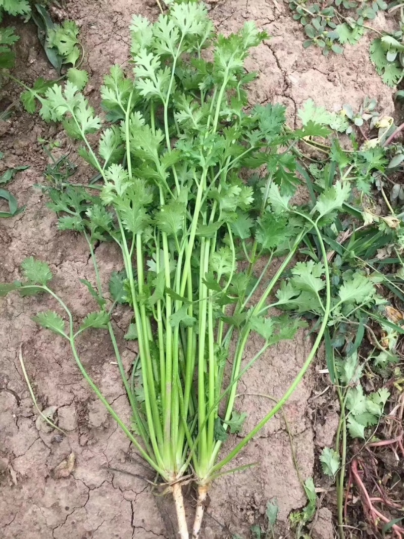 耀日香菜种子硕源铁杆大油叶香菜耐热耐寒越夏香菜四季蔬菜种