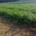 耀日香菜种子硕源铁杆大油叶香菜耐热耐寒越夏香菜四季蔬菜种