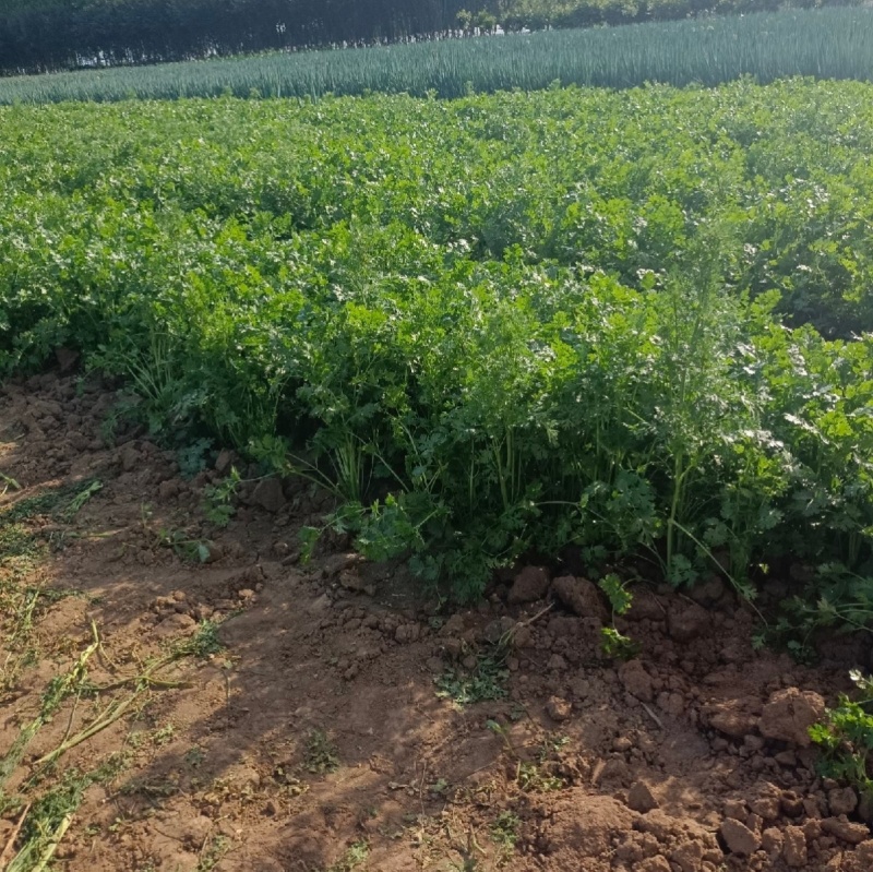 耀日香菜种子硕源铁杆大油叶香菜耐热耐寒越夏香菜四季蔬菜种