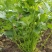 耀日香菜种子硕源铁杆大油叶香菜耐热耐寒越夏香菜四季蔬菜种