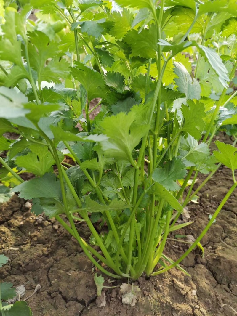 耀日香菜种子硕源铁杆大油叶香菜耐热耐寒越夏香菜四季蔬菜种