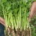 耀日香菜种子硕源铁杆大油叶香菜耐热耐寒越夏香菜四季蔬菜种