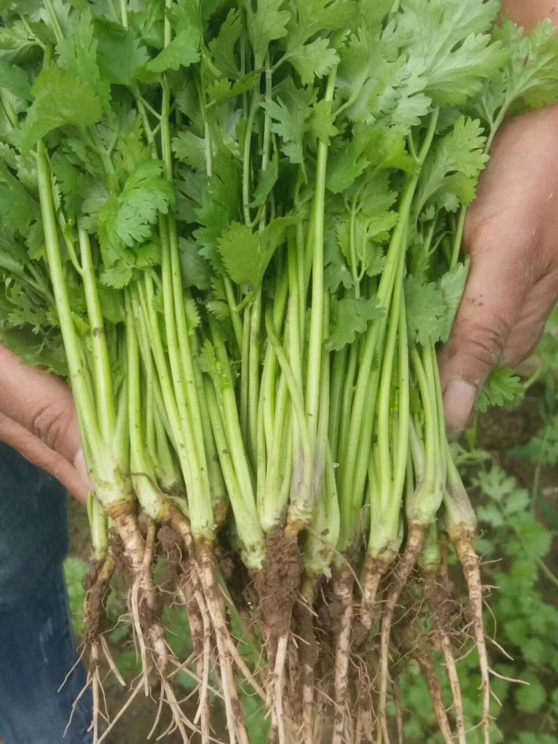 耀日香菜种子硕源铁杆大油叶香菜耐热耐寒越夏香菜四季蔬菜种