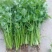 耀日香菜种子硕源铁杆大油叶香菜耐热耐寒越夏香菜四季蔬菜种