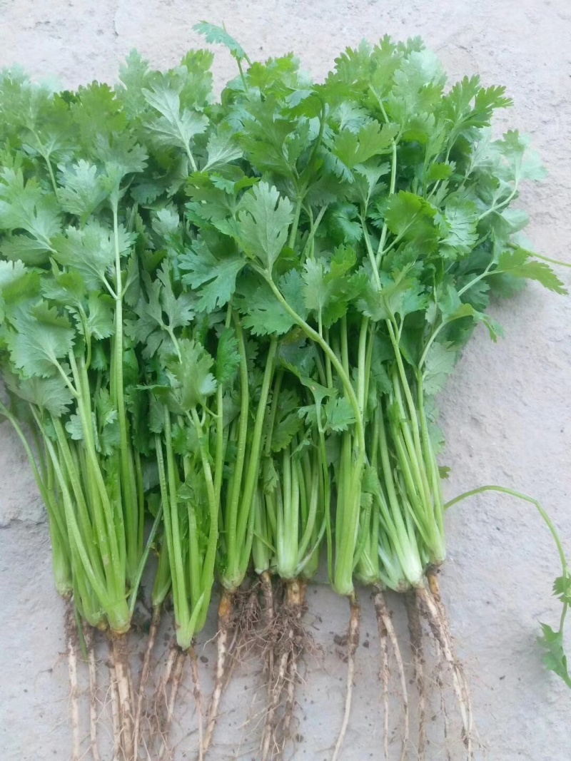 耀日香菜种子硕源铁杆大油叶香菜耐热耐寒越夏香菜四季蔬菜种