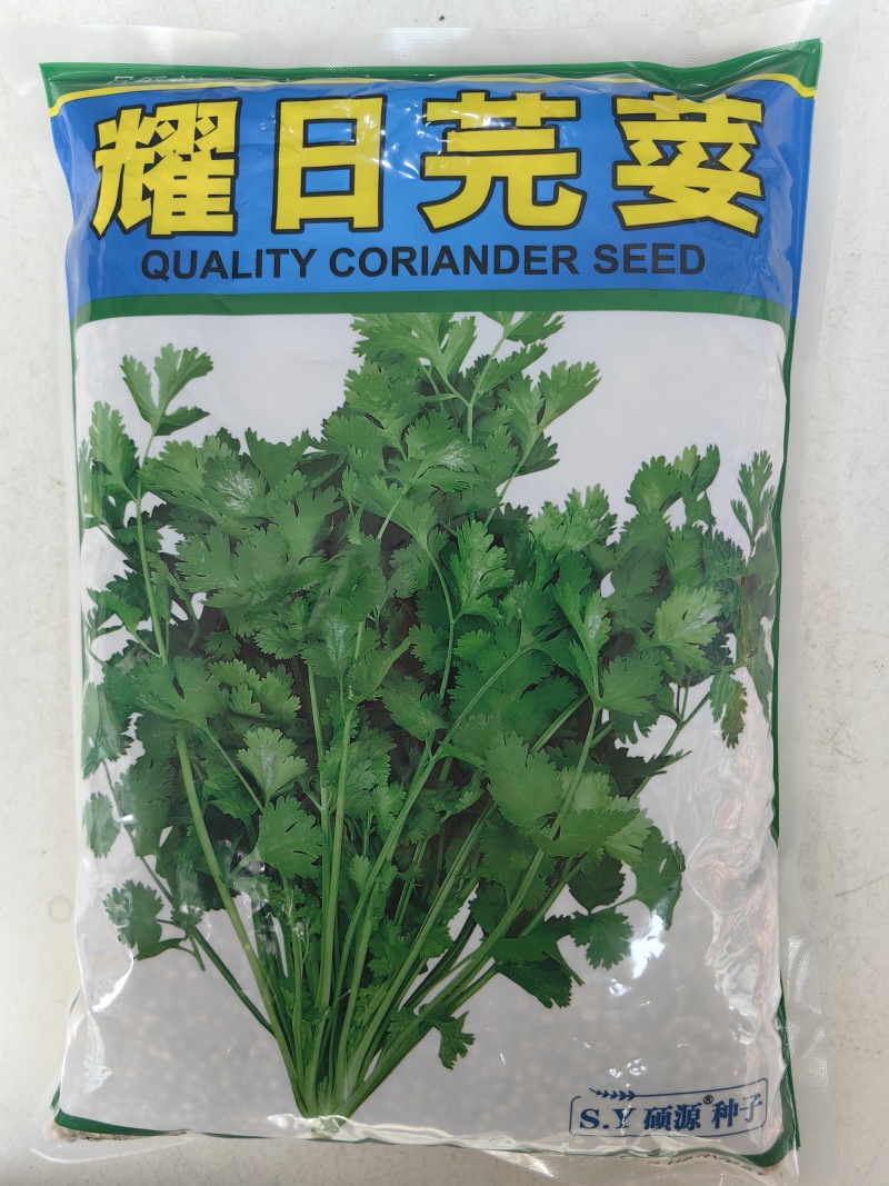 耀日香菜种子硕源铁杆大油叶香菜耐热耐寒越夏香菜四季蔬菜种