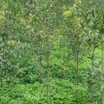 【桂花树】桂花树金桂树自家种植绿化庭院种植