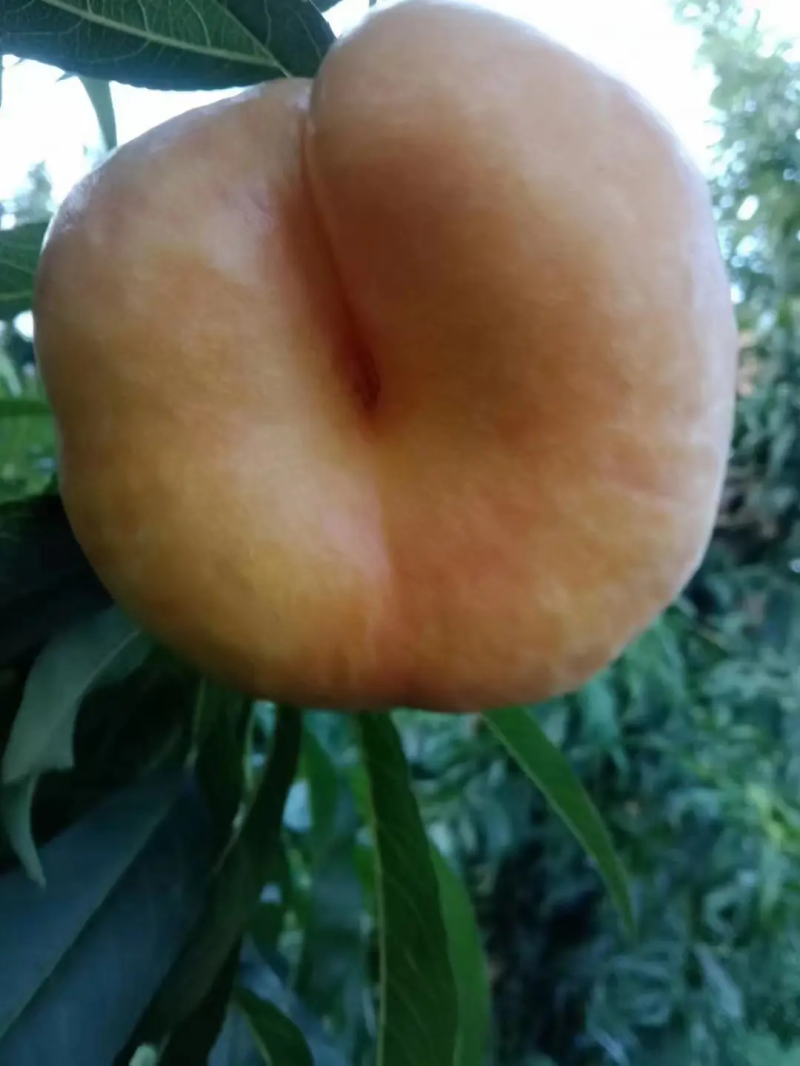 【热卖】蟠桃精品陕西黄油蟠桃产地直供一手货源量大优惠