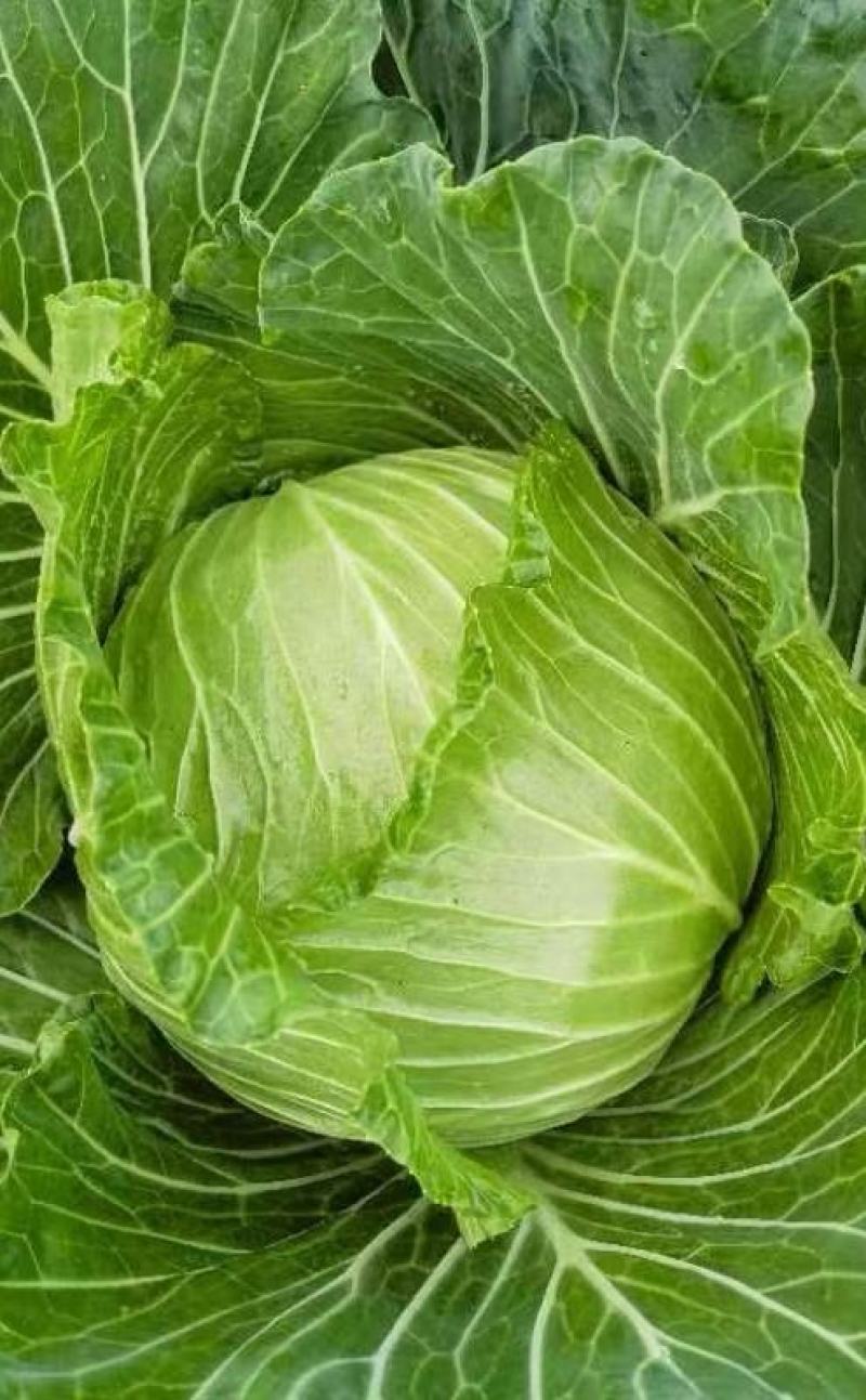 甘蓝种子美味翠叶莲白好吃型甜脆甘蓝品种耐热高抗病