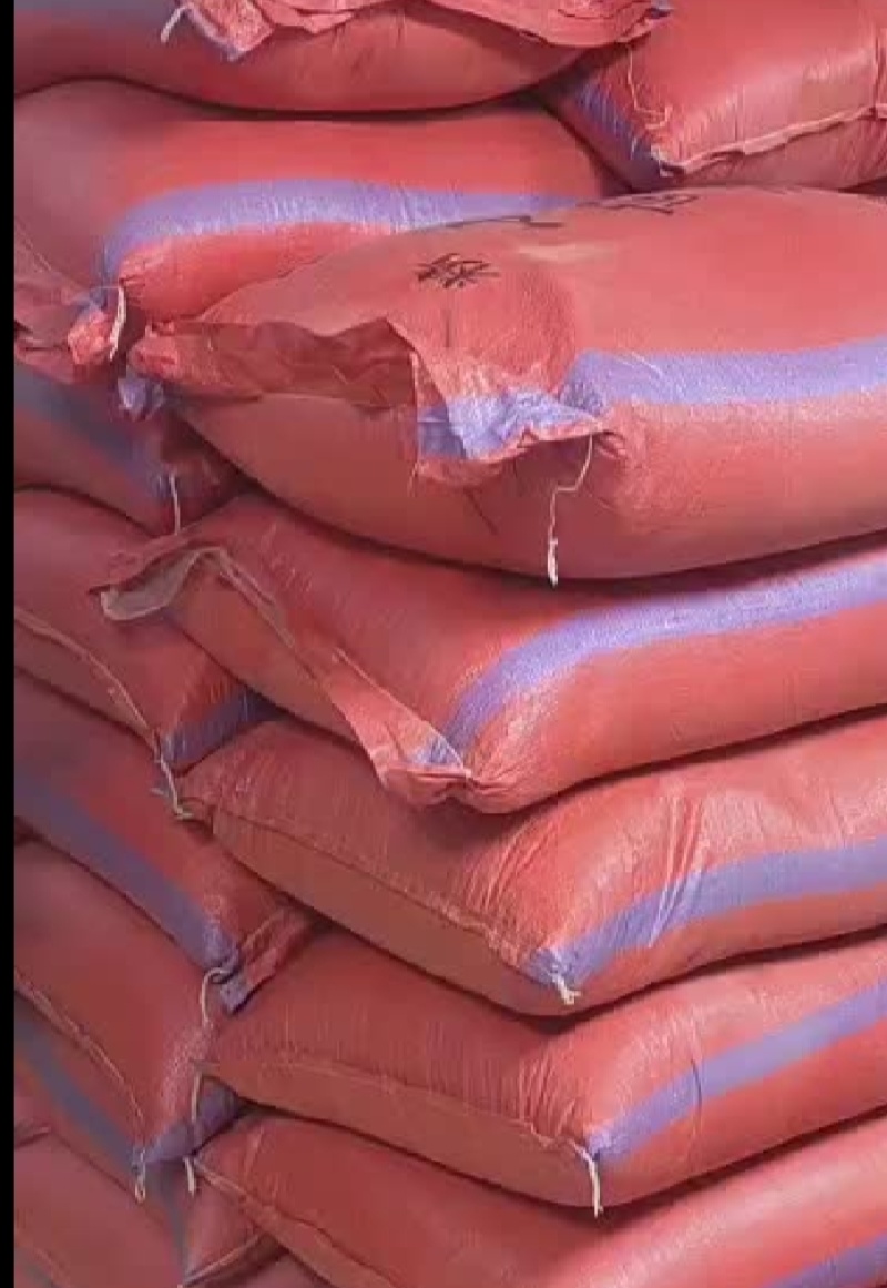 【特级】特绿小茴香可做香料可做种优质甘肃产地直供