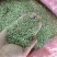【特级】特绿小茴香可做香料可做种优质甘肃产地直供