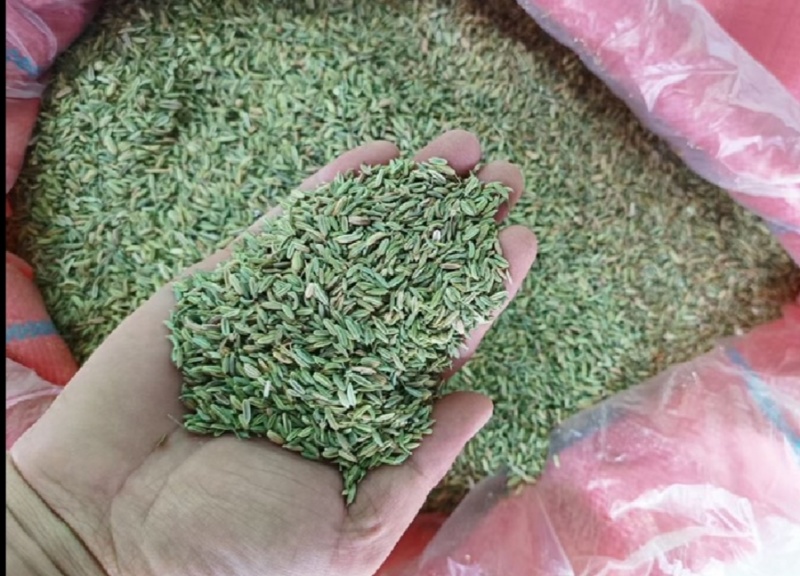 【特级】特绿小茴香可做香料可做种优质甘肃产地直供