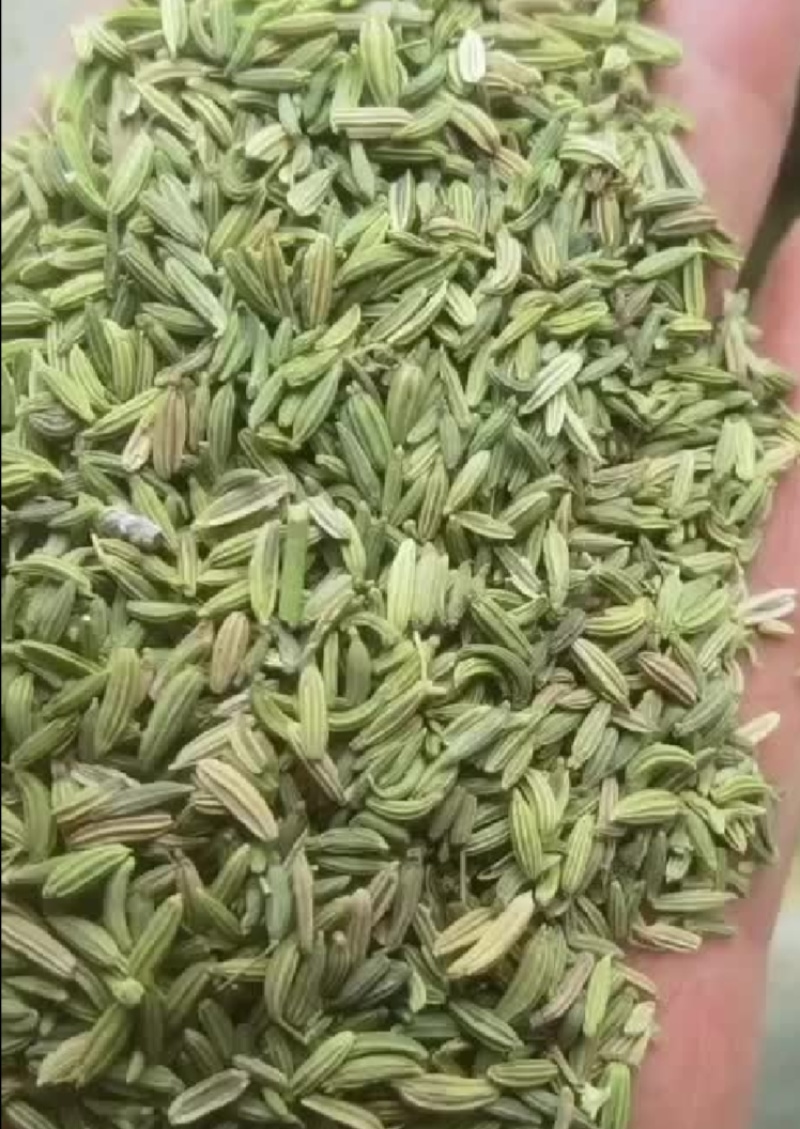 【特级】特绿小茴香可做香料可做种优质甘肃产地直供