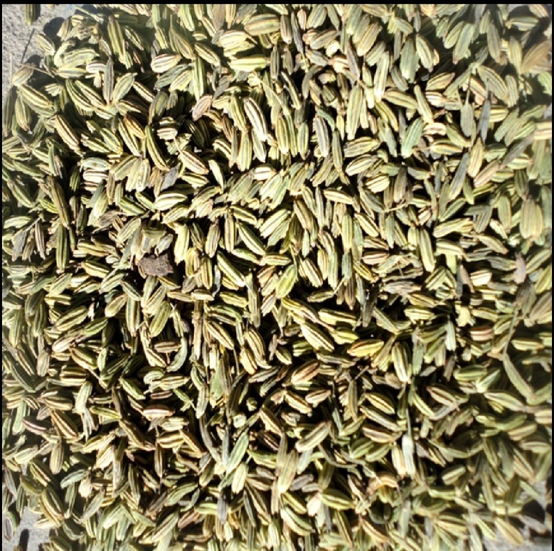 【特级】特绿小茴香可做香料可做种优质甘肃产地直供