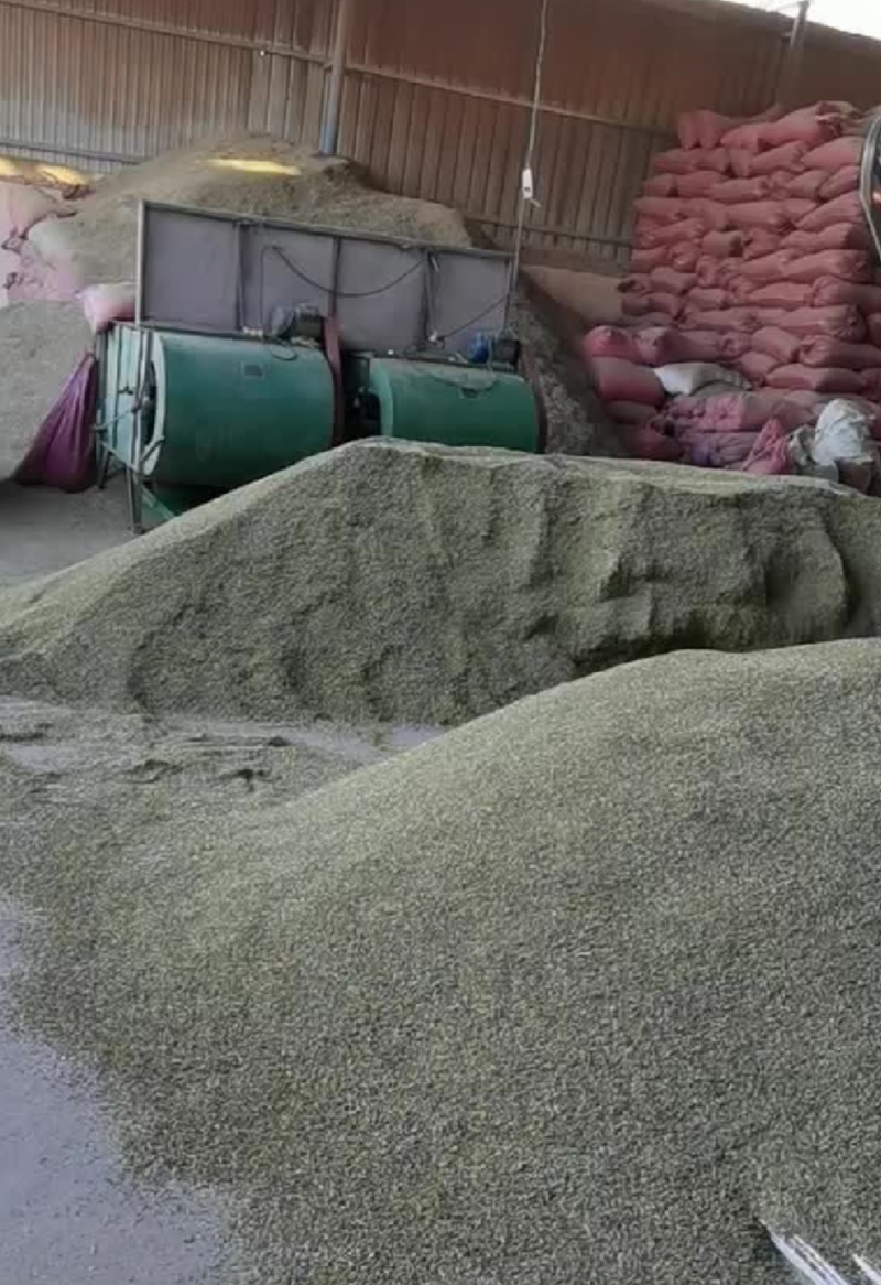 【特级】特绿小茴香可做香料可做种优质甘肃产地直供