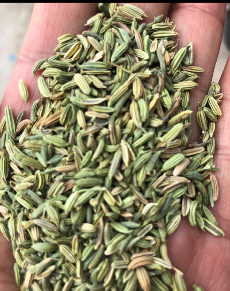 【特级】特绿小茴香可做香料可做种优质甘肃产地直供