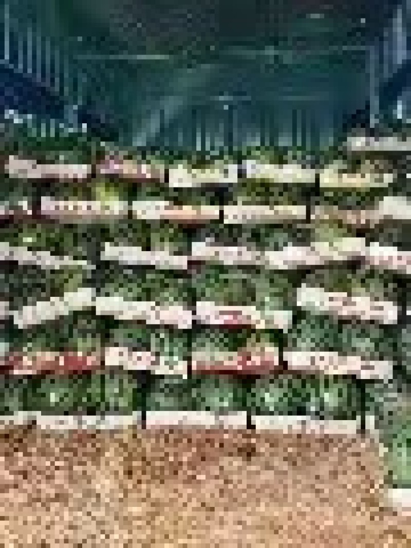 甜王西瓜10斤打底9成熟1茬大量现货