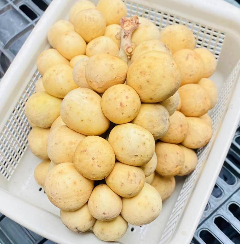 泰国直达龙宫果