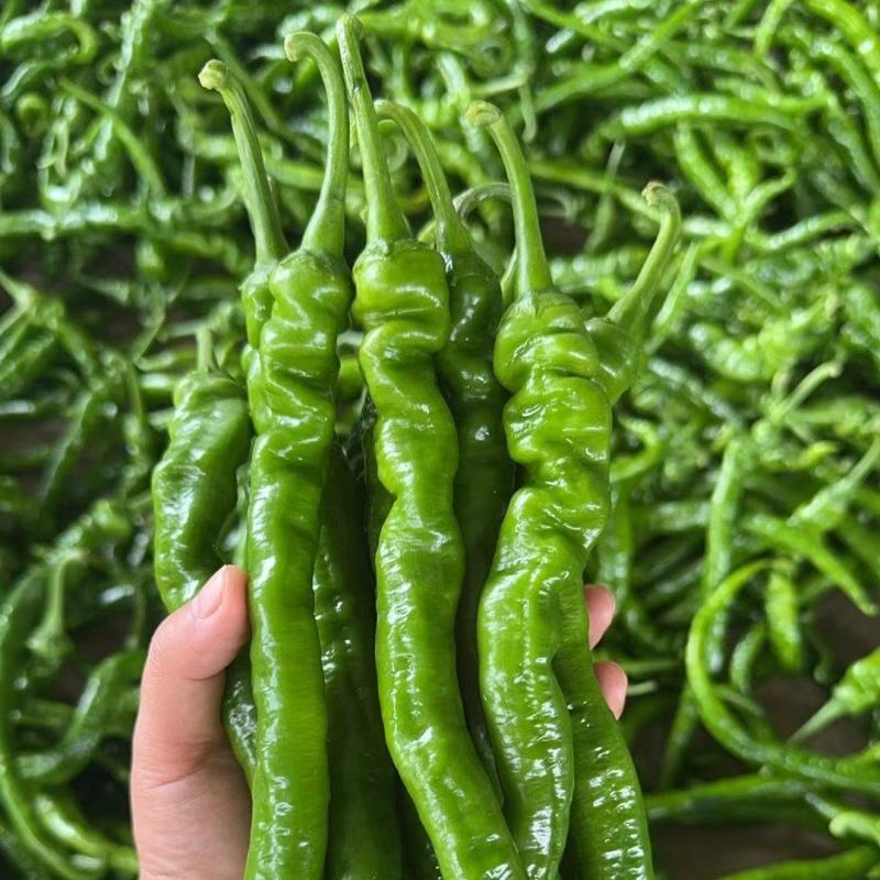 螺线